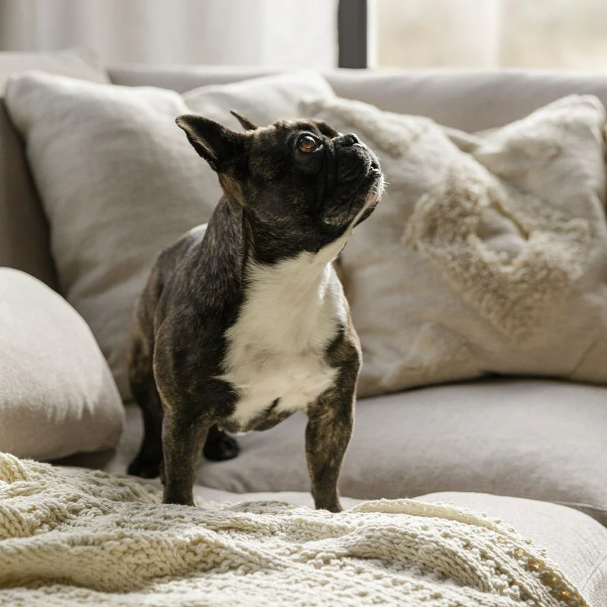 BRANDON Sofa - Image 6